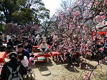 3月3日「屯倉神社の梅祭り」